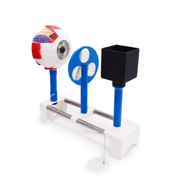 Модель «Зрение» (на батарейках)